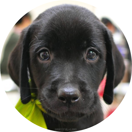 英国ラブラドールの子犬(A child of ソロモン & ) 英国ラブラドールの子犬